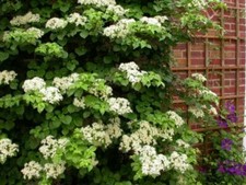 Hydrangea Anomala Petiolaris - Climbing Hydrangea