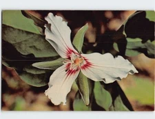Postcard Painted Trillium Flower