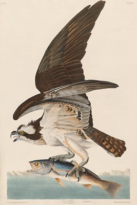 Fish Hawk, or Osprey by J.J. Audubon Birds of America Giclee Print + Ships Free
