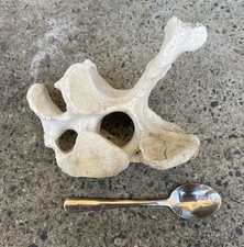 GENUINE COW BONE (Partial Vertebrate). Taxidermy - Educational - Art - Pagan.