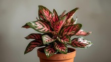 Aglaonema Queen Red Valentine Indoor Live Plant Easy Care Chinese