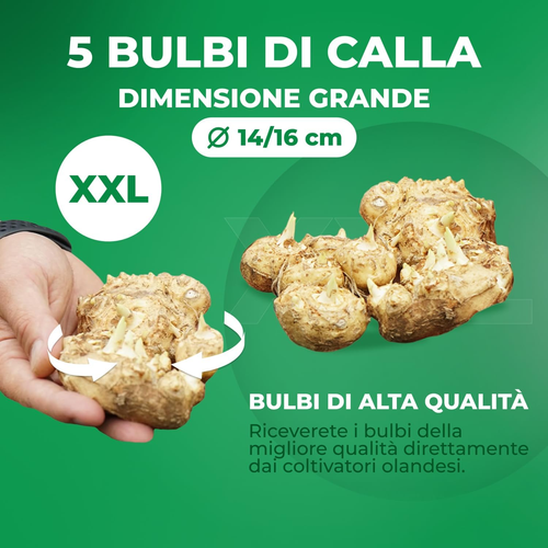 Bulbi Di Calla Zantedeschia White Passion, 5 Bulbi Veri E Grandi Che Portano Più - Foto 3 di 12