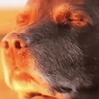 tuppafop