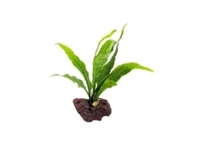Java Fern (Rooted in Small Lava Rock)