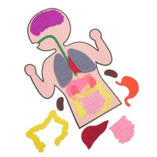 3 Sets Kids Anatomy Toy Body Parts Human Organs for Creative Model