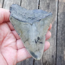 3.89" MEGALODON Fossil Shark Tooth NC No Repairs great white mako tiger meg324m