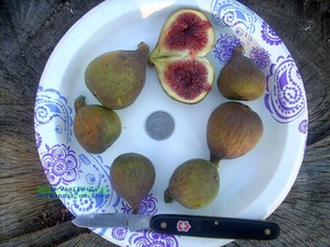 Fig-tree-cuttings-Italian-258-delicious-Large-Cold-amp-rain-resistant-4-pcs