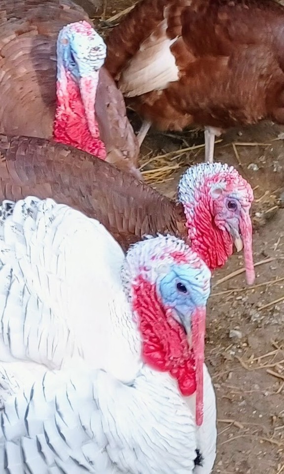4 Royal Palm Bourbon Red Turkey Cross Hatching Eggs eBay