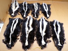 No tail professionally Tanned skunk hide in rug form/fur/gag gift