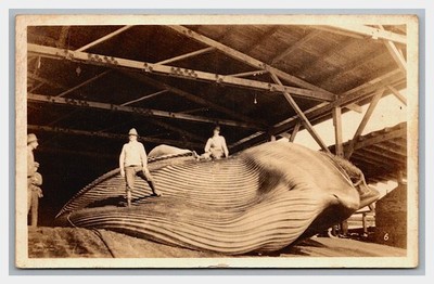 MOSS LANDING CA Pacific Whaling CO. ~ SANTA FE Railroad to Chanute Kansas
