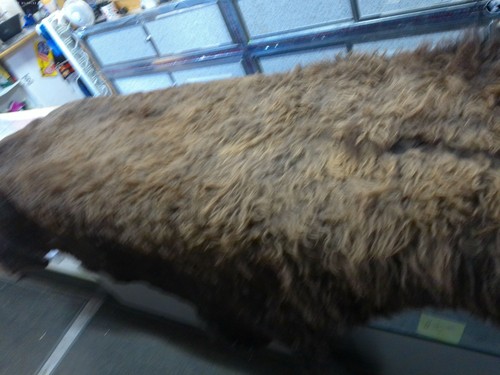 American Bison Buffalo Hide Robe Skin Tanned 71" Wide, 87" long