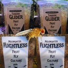 Flightless Fruit Fly 2 Pack  2 Pack Turkish Gliders 4 TOTAL CULTURES Frog food
