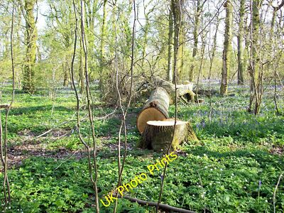 Foto 12x8 Fällungseichen in Dole Wood, bei Bourne, Lincolnshire Thurlby \/T c2010