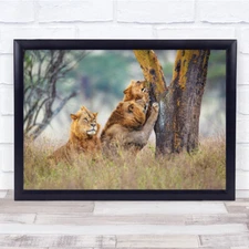 Lions Field tree stretch landscape lioness Wall Art Print