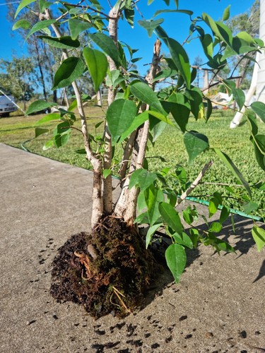 Bonsai Grove Fig Trees - Picture 9 of 10