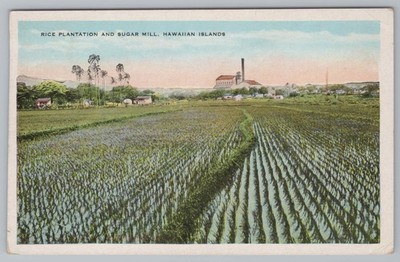 Postcard Rice Plantation Sugar Mill Hawaiian Islands Fields Factory Posted 