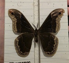 Callosamia promethea silk moth Specimen Moth Insect 2