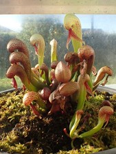 Darlingtonia californica - Siuslaw National Forest - OR  +/- 30 fresh seeds 2026