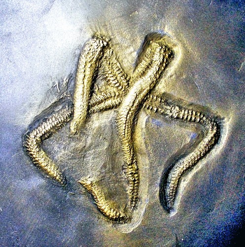 Detailed 6cm starfish Urastella asperula: Devonian, Bundenbach, Germany - Picture 6 of 6