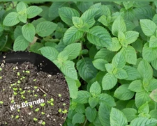 BLACK HERB GRASS JELLY SEEDS / HẠT SƯƠNG SÁO THẠCH ĐEN/ 台灣仙草