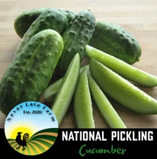 50+ NATIONAL PICKLING  CUCUMBER Vegetable GARDEN SEEDS FREE SHIPPING