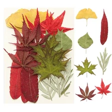Dried Pressed Leaves Dried Flowers for Resin Real Assorted Dried Greenery for...