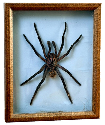 8'' Real Tarantula Spider Taxidermy Framed Animal Specimen Mount Vtg Scientific