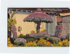 Postcard Purple Bougainvillea at Thomas Nurseries Lake Worth Florida USA