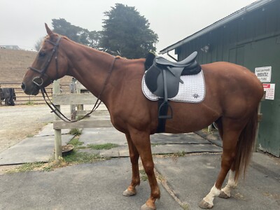 Wintec Saddle 250 All Purpose 17.5inch. Brand New!