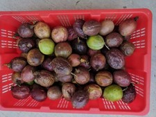 Fresh Purple Passion Fruit 5 Pounds, Smaller ...