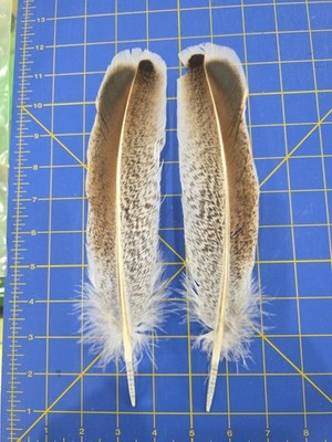 Y223 Pair Sweetgrass Turkey Wing Feather 