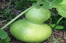 Bottle Gourd Seeds Lot of 25 seeds Heirloom garden spring summer homegrown