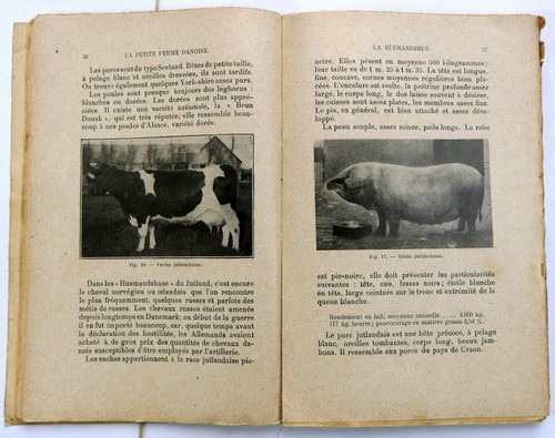 Der kleine dänische Bauernhof Husmandshus 1933 Motte Landwirtschaft Dänemark Weizenzucht - Bild 7 von 13