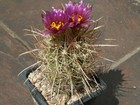 Sclerocactus parviflorus ssp. terrae-canyonae [Alplains 78434.20] - 10 semi