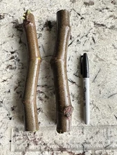 Two Premium Battaglia Green Fig Tree Cutting | Fresh for Rooting