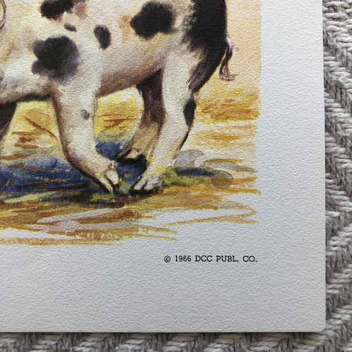 Teaching Picture Piglets and Sow Hogs Pigs Mid Century Print 1966 DCC Pub Co - Picture 6 of 10
