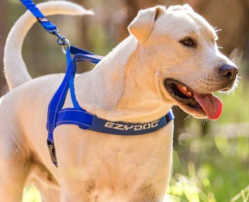 fitting ezydog harness