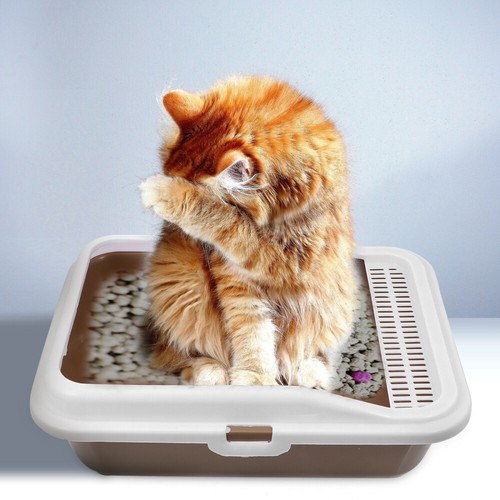 Wc Wurf Box Trainer Katze Große Wurf Box -Proof Katzenstreu Wc Kätzchen Wurf Box - Bild 5 von 12