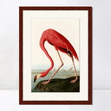 Framed Canvas Art Giclee Print American Flamingo by John James Audubon 20"x24"