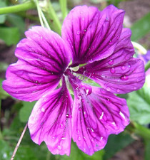 20 MAURITANIAN MALVA Mallow Malva sylvestris var. mauritania Flower Seeds