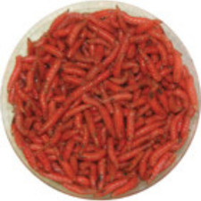 Live RED Spikes, Maggots Blue Bottle Fly Larvae  Free Shipping, Live Guarantee