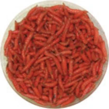 Live RED Spikes, Maggots Blue Bottle Fly Larvae  Free Shipping, Live Guarantee