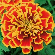 French Marigold Texana Flame Companion Plant Pest Repellent Bedding 6 Plug Pl...