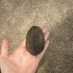 Small Tortise Shell Carapace with Underside View Brown