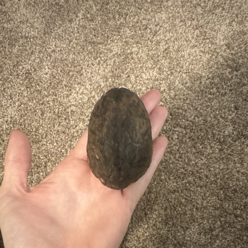Small Tortise Shell Carapace with Underside View Brown