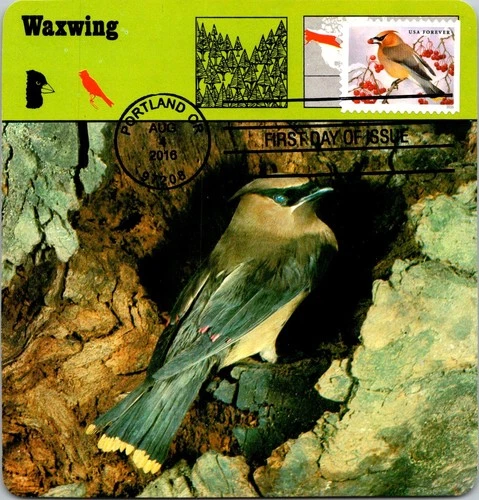 Dr Jim Stamps Maximum Card Songbirds In Snow Forever Fdc