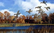 David Maass Swift approach" Green Wing Teal-Signed and Numbered 25" x 16.5"