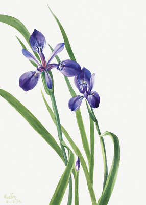 Botanical Plant Illustration - Iris (Iris species) Art Print
