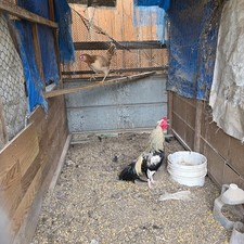 10 hatching eggs chicken