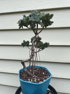 Bonsai Tree Aeonium Haworthia Tree Live Plant.